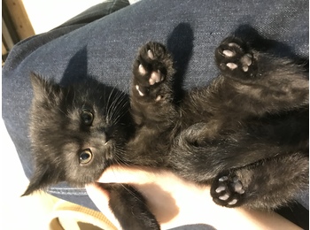 2个月大的纯黑英短猫...
