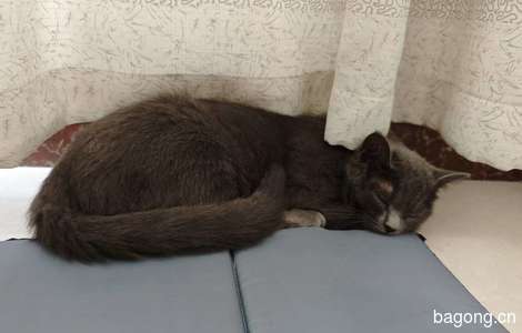 一只蓝猫一只奶牛猫免费领养1