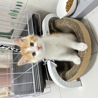 两个月小猫，可爱，聪明