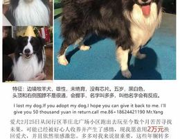 寻狗启示， 特征；边境牧羊犬，...