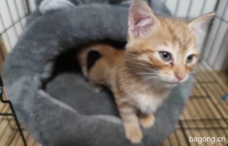 我有一个两三个月大的小菊猫，希望有人能领走，免费的。4