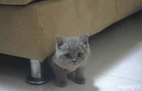 聪明漂亮猫猫---小杏仁1