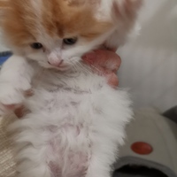 自己家养的长毛橘猫现在4个月了，希望找个好主人
