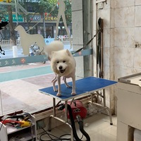 萨摩耶求领养，无偿领养，只希望对它好，仅限县城