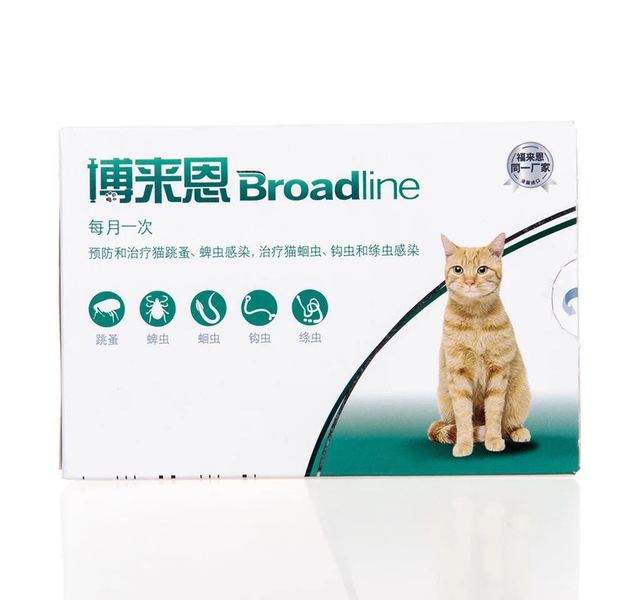 猫博莱恩