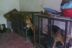 霜竹名犬养殖2