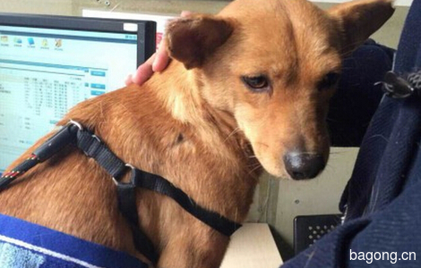 救助站在学校里刚刚救的可怜狗狗 求个北京稳定温暖的家4