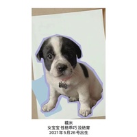 北京的狗🐶 宝宝快来领养吧