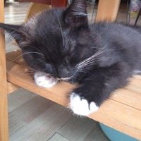 自家养小猫咪 找领养