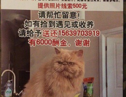 寻猫启示，长毛加菲猫于2020年7...