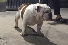 上海卡门犬舍2