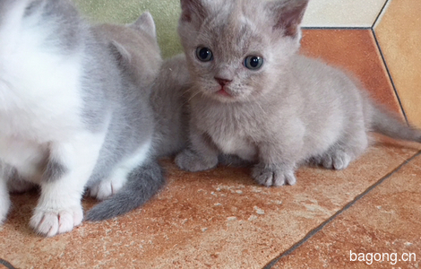 家养蓝猫蓝白曼基康矮脚猫宠物猫4