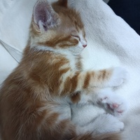 有一只小橘猫，两个月大，很乖，因为一些原因不能继续养，