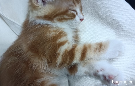 有一只小橘猫，两个月大，很乖，因为一些原因不能继续养，0