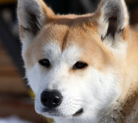秋田犬|日本狼青,秋田,日本秋田