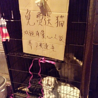 南京想领养猫咪狗狗的可以找这个阿姨！