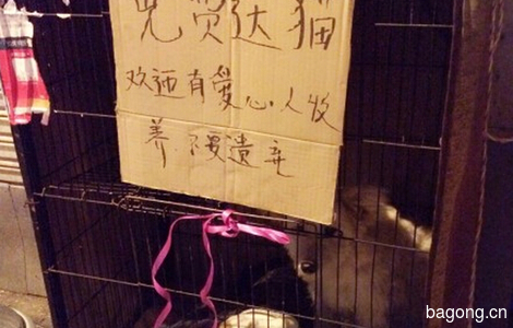 南京想领养猫咪狗狗的可以找这个阿姨！0