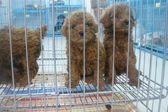 啊宝犬业0