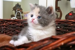 优培良猫CFA猫舍2