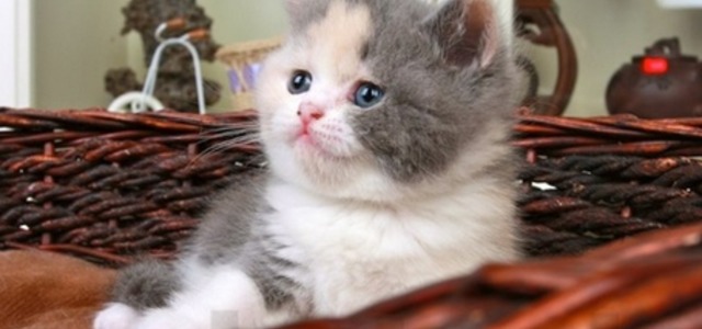 优培良猫CFA猫舍2