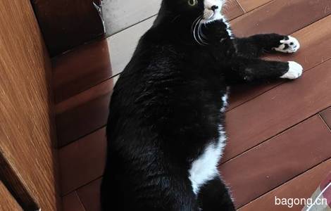 奶牛猫找领养3