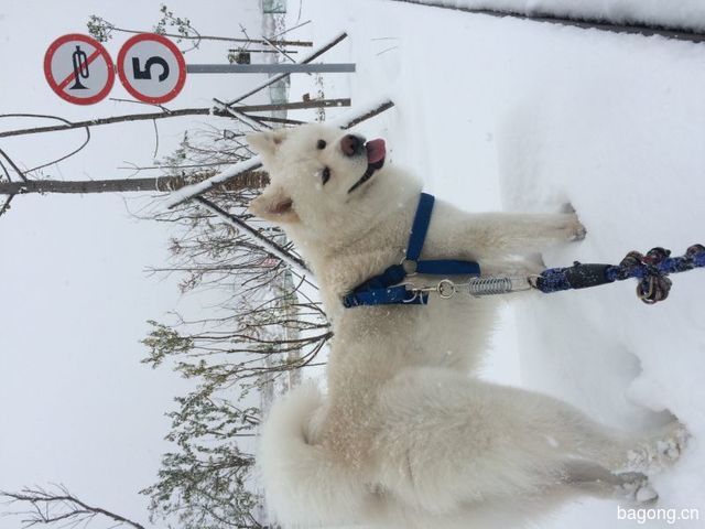 2015年的第一场雪