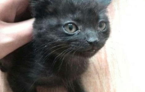 奶猫修罗，小弟弟2014-4-10出生，黑色找领养0