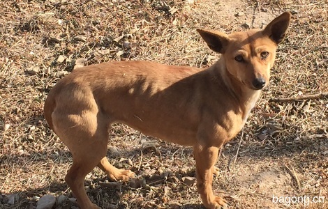 五六个月的小鹿犬找善良好心人安家2