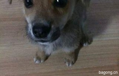 中华田园犬  找爱心人领养1