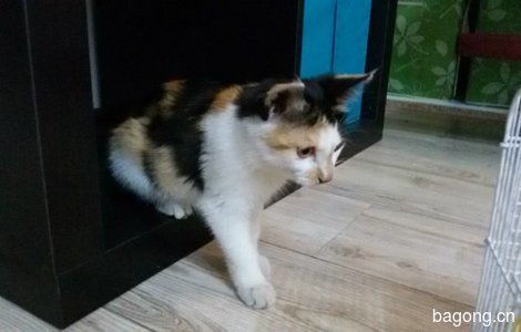 两个月小花猫,免费赠送,女猫。本人不是商家。4