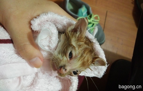 昨天救回的一个多月的小奶猫求包养！无任何领养要求0