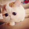 猫猫生小猫时的注意事项！！