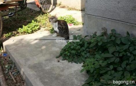 苏州吴江松陵小萌猫一只1