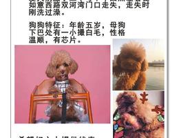 寻狗启示，爱犬奶酪于20号下午4...