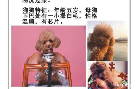 寻狗启示，爱犬奶酪于20号下午4...