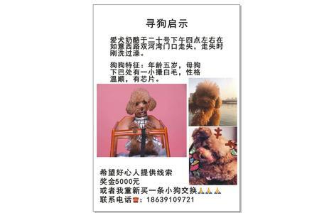 寻狗启示，爱犬奶酪于20号下午4...
