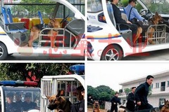 恋宝犬业4