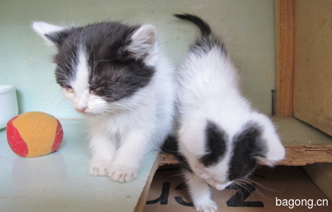 黑白小双奶猫求领养2