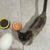 暹罗猫找领养