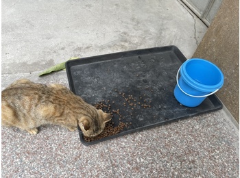 楼下的一只狸花猫求领...