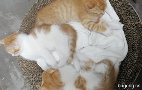 有一只成年母猫和六小只猫咪求收养。1