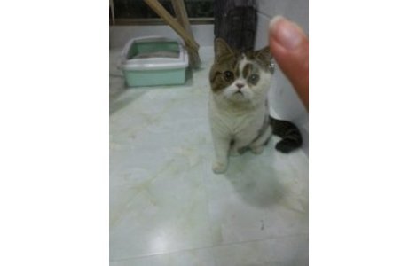 本人猫咪于2015.11.5日早上8点左...