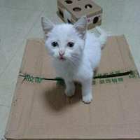 刚出生的小白猫赠送