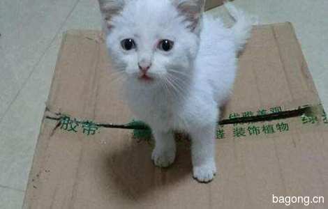 刚出生的小白猫赠送0