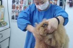 妞妞宝贝宠物店3