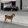 寻狗启示，
黄色柴犬，跟一般柴...