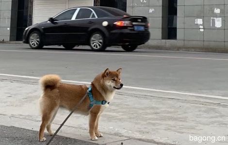 寻狗启示，
黄色柴犬，跟一般柴...