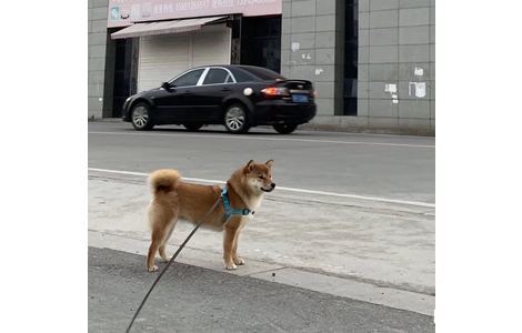 寻狗启示，
黄色柴犬，跟一般柴...