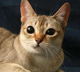 新加坡猫|阴沟猫|下水道猫