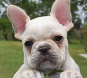 法国斗牛犬|法斗,法兰西斗牛犬,法国老虎犬